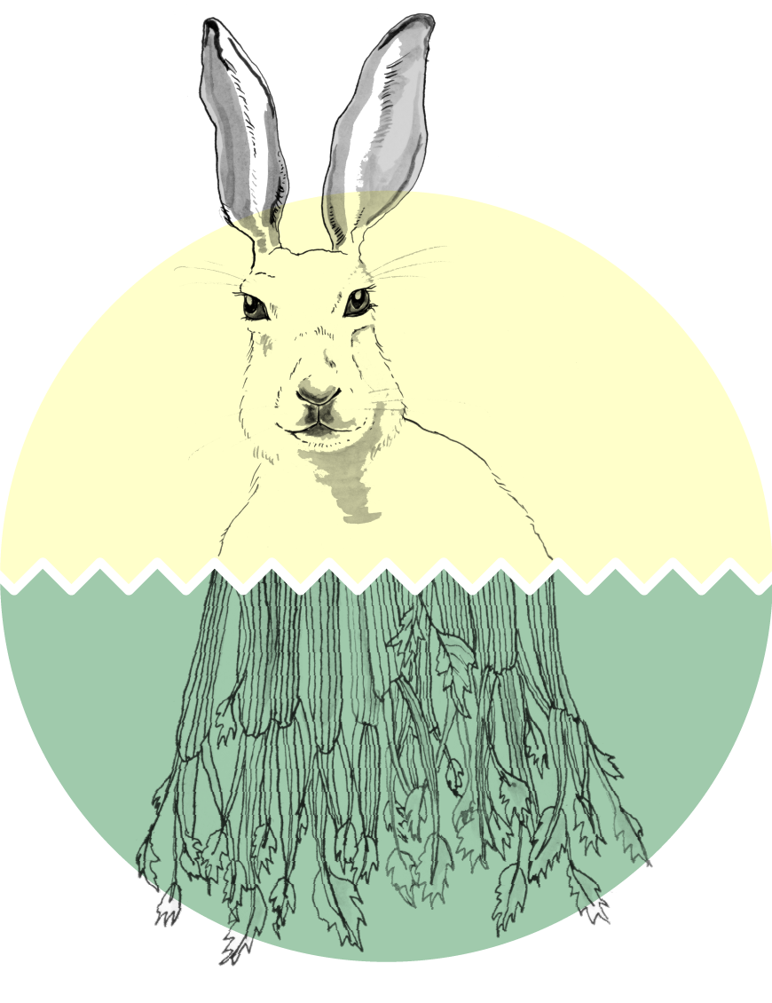 animal