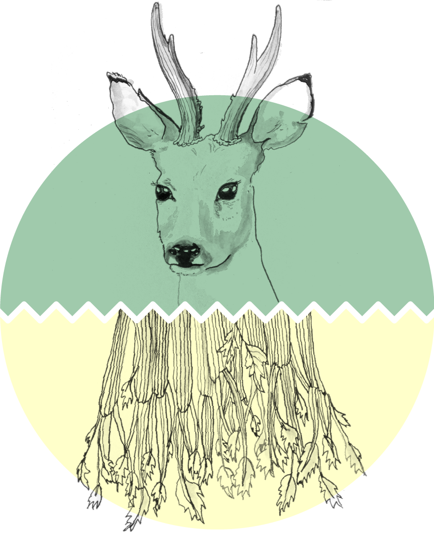 animal