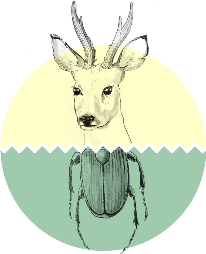 animal